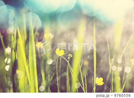 Wet grass 9760556