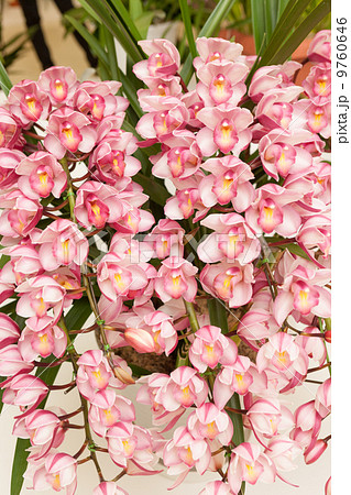 シンビジューム シンビジューム 9760646