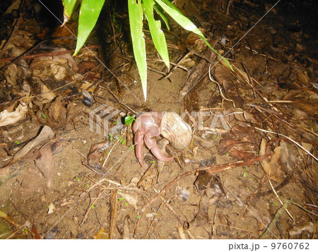 石垣島のやどかり 9760762