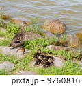 family of ducks 9760816