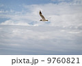 seagull flying on the background the sky 9760821