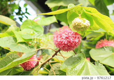 ドンベアの花 ドンベアの花 9761217