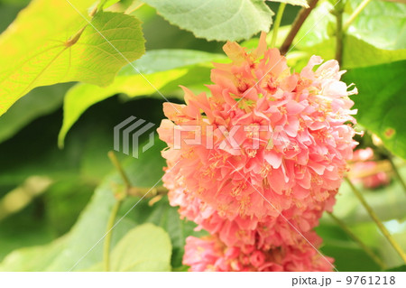 ドンベアの花 ドンベアの花 9761218