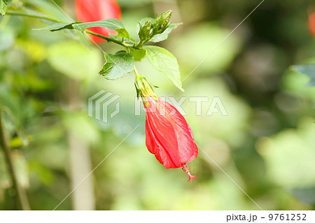 ウナズキヒメフヨウの花 9761252