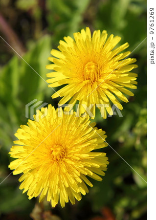 タンポポ 9761269