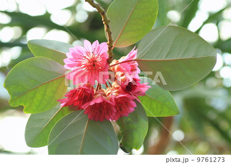 シャクナゲモドキの花 9761273