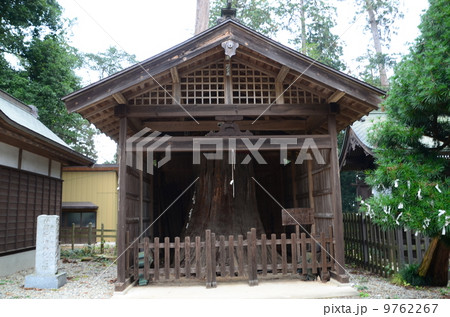 静神社　元御神木 9762267