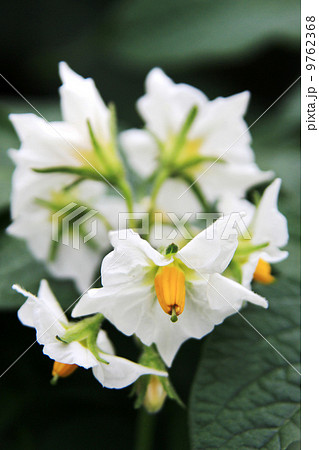 じゃが芋の花 じゃが芋の花 9762368