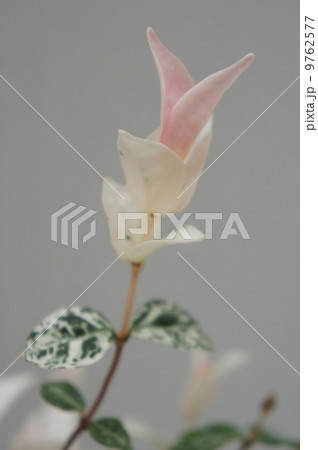 ゴシキカズラ ゴシキカズラ 9762577