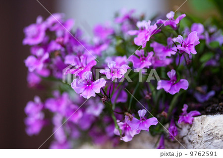 One of the first spring flowers has blossomed One of the first spring flowers has blossomed 9762591