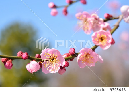 紅梅 紅梅 9763038