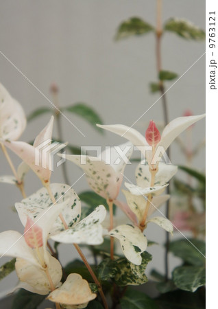 ゴシキカズラ 9763121