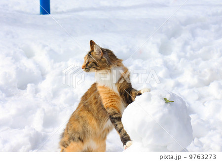 雪だるまと猫 雪だるまと猫 9763273