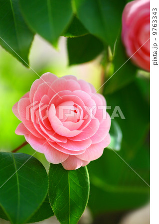 ピンク色の椿 9763343