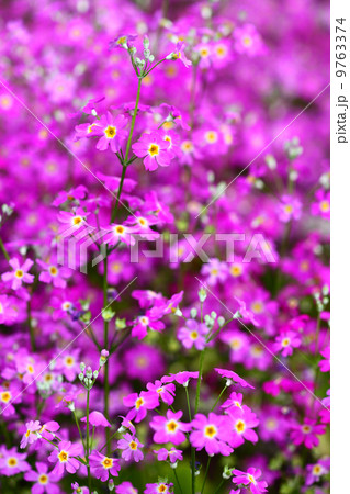 オトメ桜の花 9763374