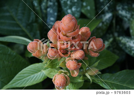 苞花 苞花 9763603