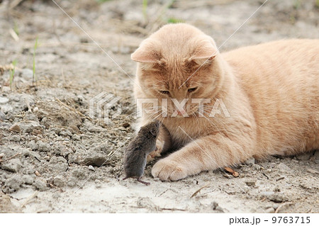 ねことねずみ 9763715