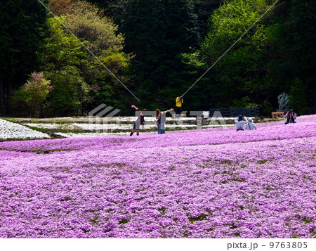 永沢寺の芝桜 9763805