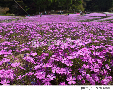 永沢寺の芝桜 9763806