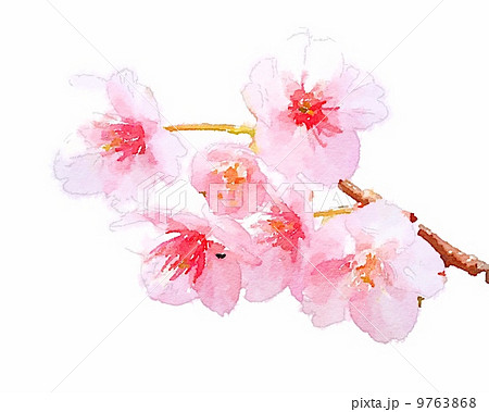 桜アップ 水彩画のイラスト素材
