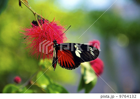 Beautiful Butterfly Beautiful Butterfly 9764132
