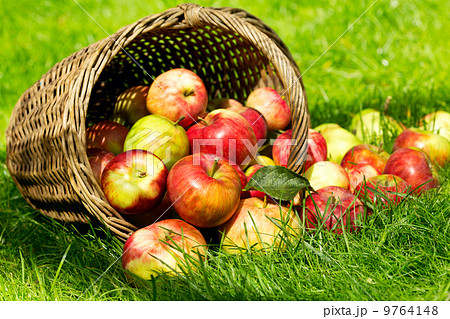 red apples 9764148