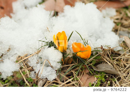 クロッカスの花 クロッカスの花 9764222