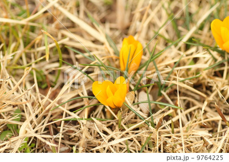 クロッカスの花 クロッカスの花 9764225