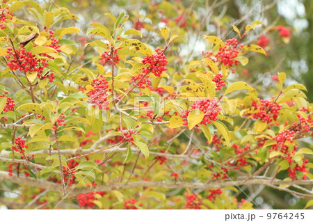 クロガネモチの実 9764245