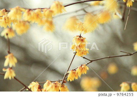 ロウバイの花 9764255