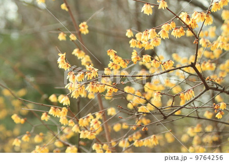 ロウバイの花 ロウバイの花 9764256