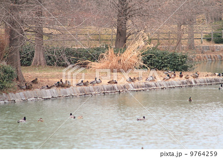 冬の公園 冬の公園 9764259