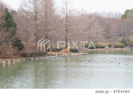 冬の公園 冬の公園 9764260