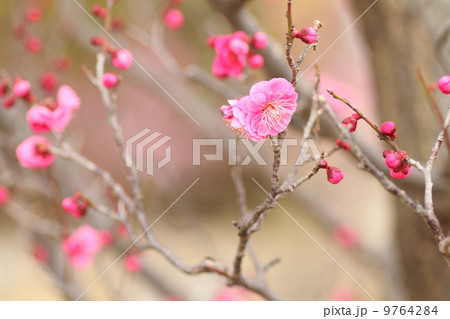 梅の花 9764284