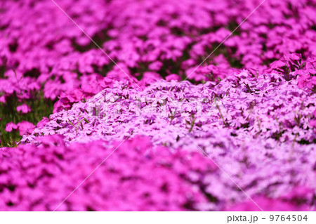芝桜 9764504