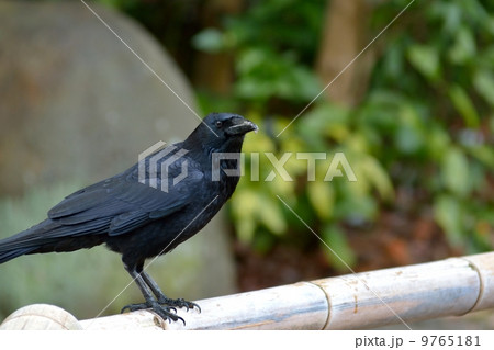 ハシボソカラス ハシボソカラス 9765181