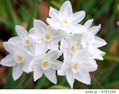 ペーパーホワイト タゼッタ水仙 房咲き水仙 の写真素材