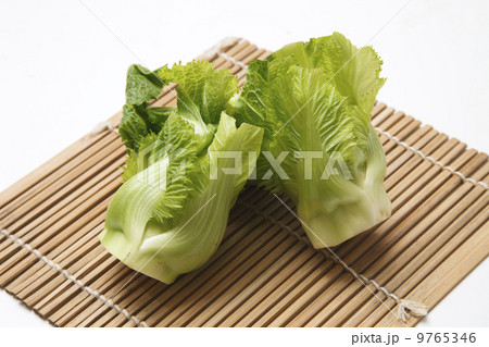 つぼみな つぼみな 9765346