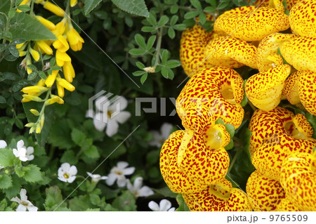 カルセオラリア 9765509