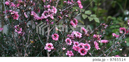 ギョリュウバイ 9765514