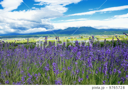 富良野の夏空とラベンダー畑 9765728