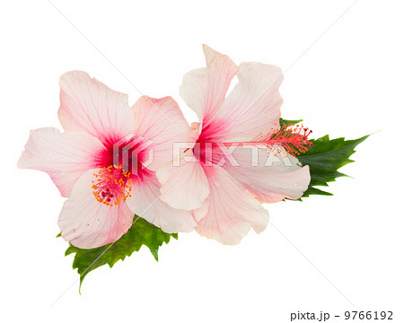 two pink hibiscus flowers with leaves 9766192