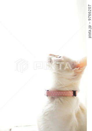 猫 猫 9766207