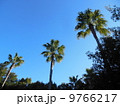 ヤシの木 9766217