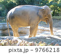 象 9766218