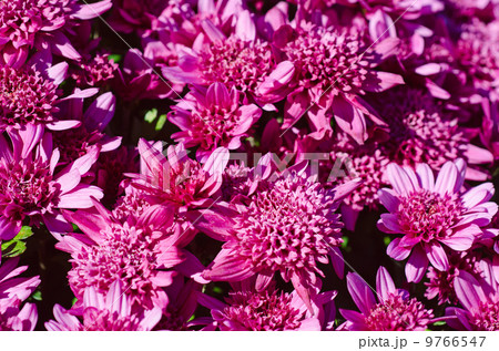 Chrysanthemum macro 9766547