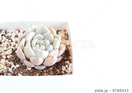 野ばらの精 野ばらの精 9766933