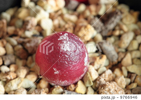 ブルゲリ 9766946