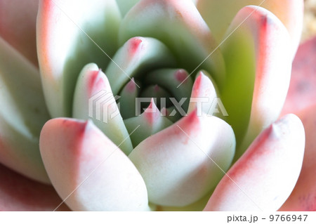 コロラータブランドティ 9766947