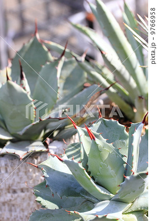 アガベ アガベ 9766958